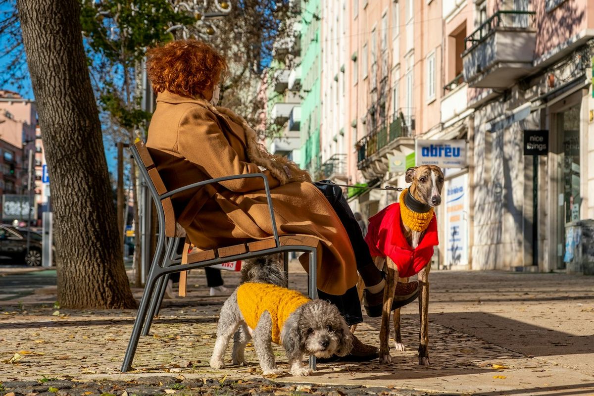 Eine ältere Person sitzt auf einem Stuhl an der Straße, neben ihr zwei kleine Hunde in Pullovern.